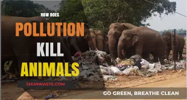 Pollution's Deadly Impact on Wildlife