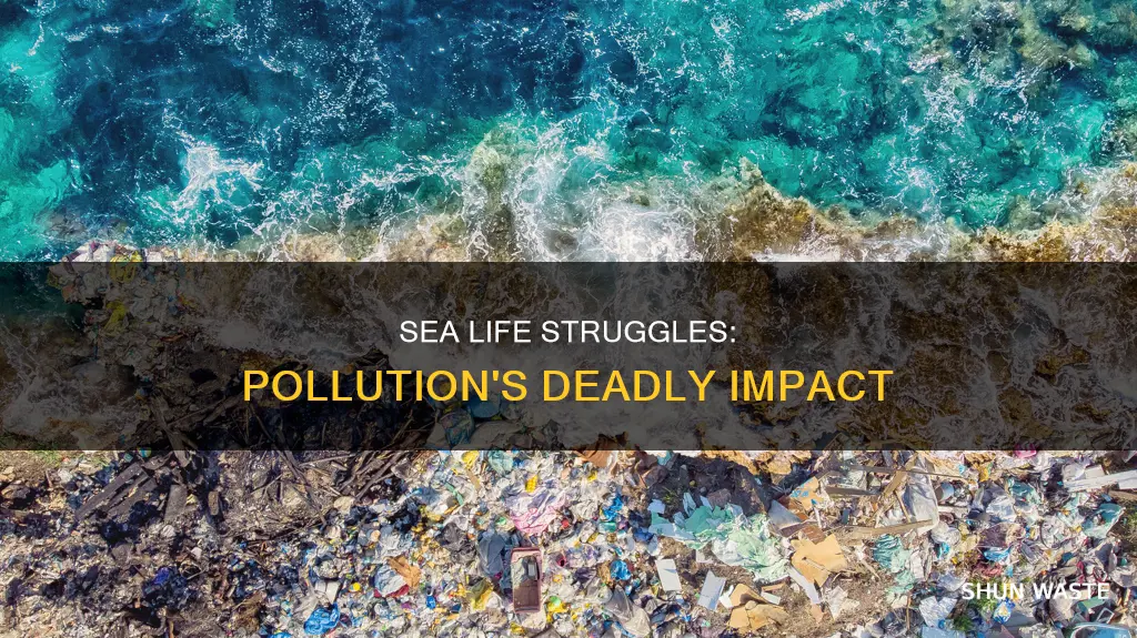 how does pollution kill sea animals