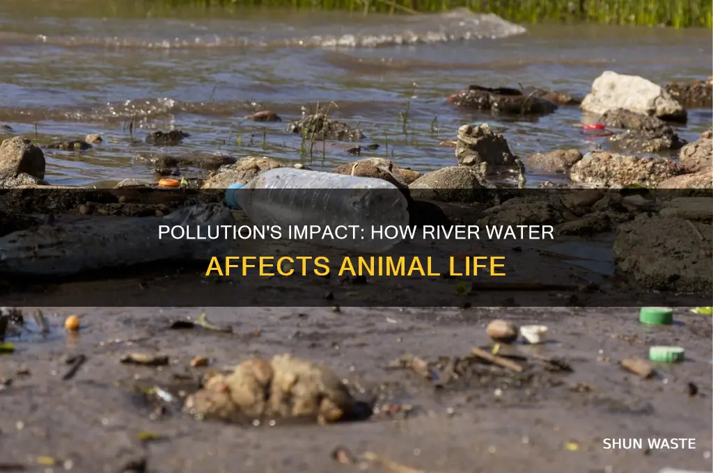 how does pollution river water effect animals