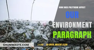 Polythene's Environmental Impact: Harmful Effects and Sustainable Solutions