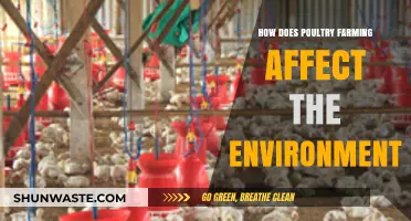 Poultry Farming's Environmental Impact: Sustainability Challenges and Solutions