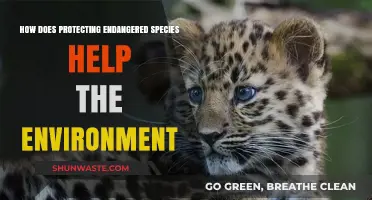 Protecting Endangered Species: Essential Steps for a Healthier Planet