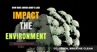 Queen Anne's Lace: Environmental Impacts and Ecological Role Explained