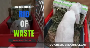 How Rabbits Efficiently Eliminate Waste: A Natural Process Explained