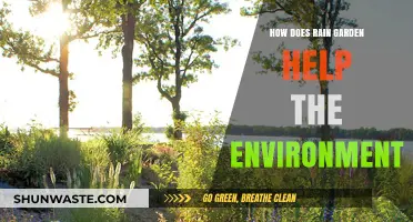 Rain Gardens: Eco-Friendly Solutions for Sustainable Water Management