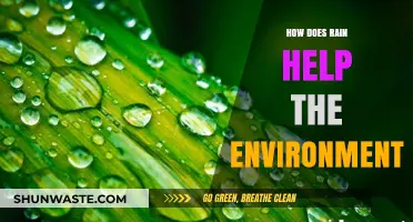 Rain's Vital Role: Nurturing Ecosystems and Sustaining Our Environment