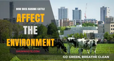 Cattle Farming's Environmental Impact: Climate, Land, and Sustainability Concerns
