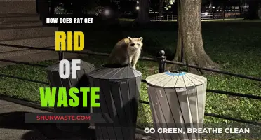 Effective Rat Waste Disposal Methods: Understanding Their Natural Habits