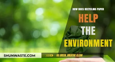 Recycling Paper: A Sustainable Step to Save Trees and Reduce Waste