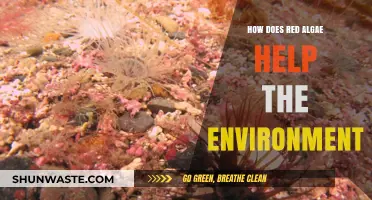 Red Algae's Eco-Impact: Boosting Oceans, Climate, and Biodiversity Naturally