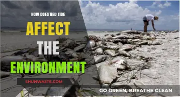 Red Tide's Environmental Impact: Harmful Algal Blooms and Ecosystem Disruption