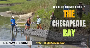 Reducing Pollution: Saving the Chesapeake Bay