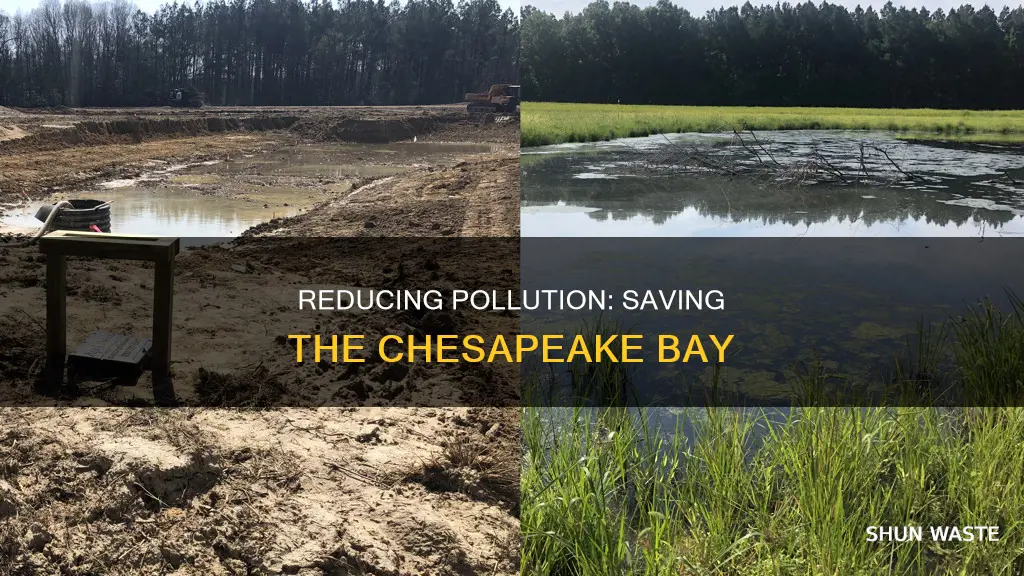 how does reducing pollution help the chesapeake bay