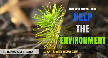 Reforestation's Impact: Revitalizing Ecosystems and Combating Climate Change Effectively