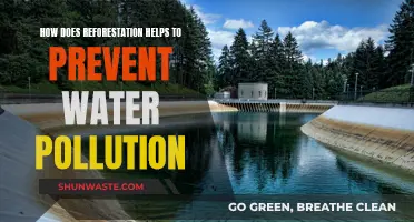 Reforestation: Nature's Solution to Water Pollution Prevention