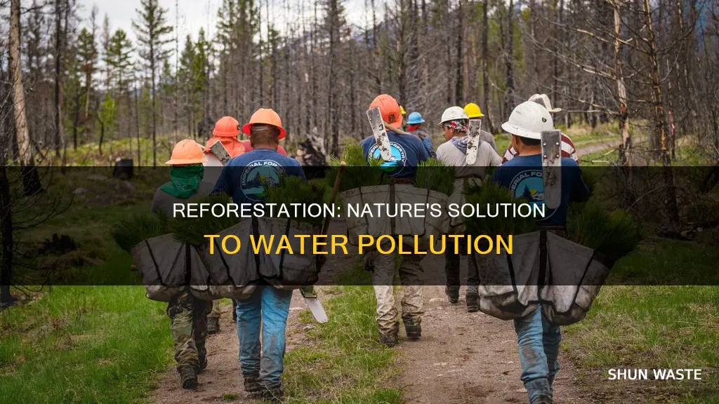 how does reforestation helps to prevent water pollution