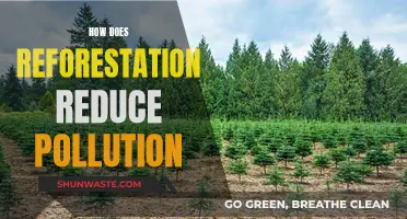 Reforestation: Fighting Pollution, Restoring Nature's Balance