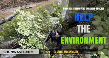 Restoring Ecosystems: The Environmental Benefits of Removing Invasive Species