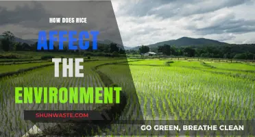 Rice's Environmental Impact: Cultivation, Emissions, and Sustainable Solutions