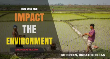 Rice's Environmental Footprint: Cultivation, Emissions, and Sustainable Solutions