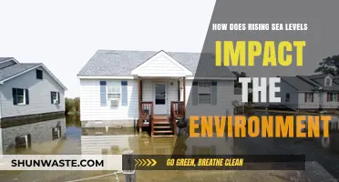 Rising Seas: Environmental Consequences and Ecosystem Disruption Explained