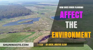 River Flooding's Environmental Impact: Ecosystem Disruption and Long-Term Consequences