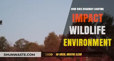 Roadway Lighting's Ecological Impact: Effects on Wildlife and Environment