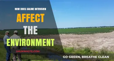 Saline Intrusion's Devastating Impact on Ecosystems and Coastal Environments