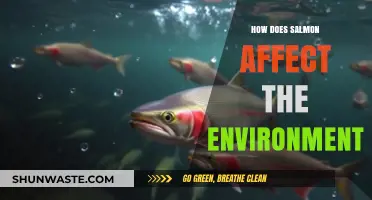 Salmon's Environmental Impact: Ecosystem, Sustainability, and Conservation Challenges