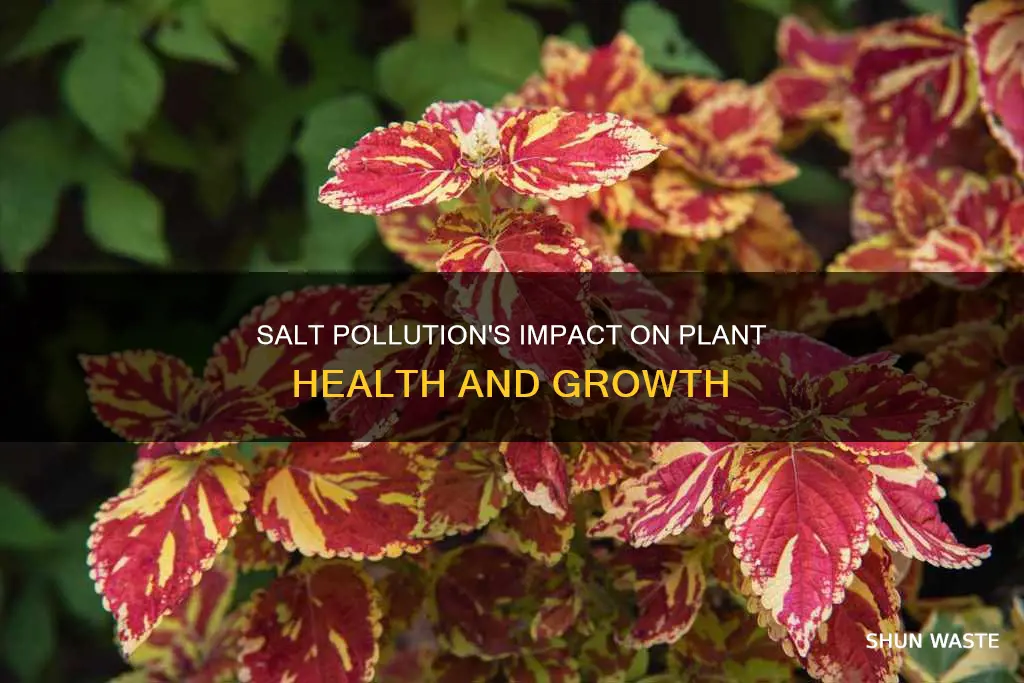 how does salt pollution affect plants