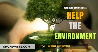 Saving Trees: A Powerful Way to Protect Our Environment