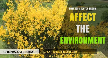 Scotch Broom's Environmental Impact: Invasive Species Disrupting Ecosystems