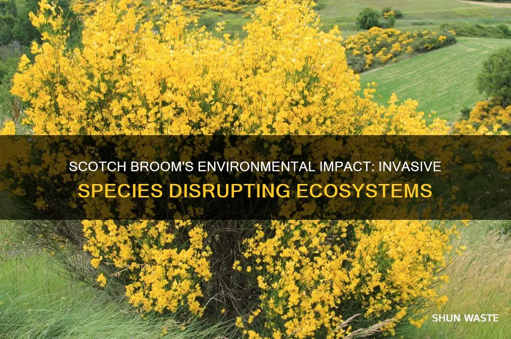 how does scotch broom affect the environment