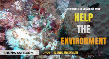 Sea Cucumber Waste: Unlocking Eco-Friendly Secrets for Ocean Health