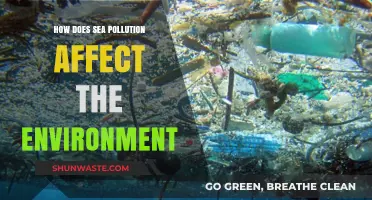 Sea Pollution's Devastating Impact on Our Fragile Marine Ecosystems