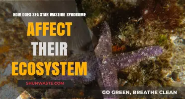 Sea Star Wasting Syndrome: Ecosystem Impacts and Conservation Challenges