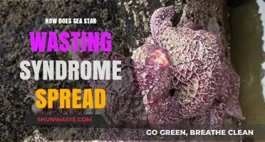 Unraveling the Mystery: How Sea Star Wasting Syndrome Spreads Rapidly