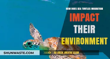 Sea Turtle Migration: Environmental Impacts and Ecosystem Contributions Explored