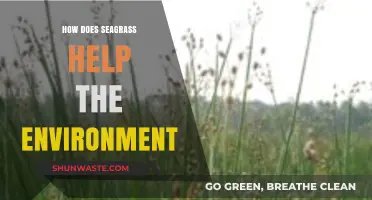 Seagrass: Unsung Hero in Protecting Our Environment and Ecosystems