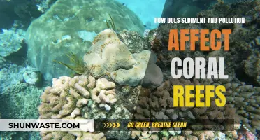 Sediment and Pollution: Killing Coral Reefs?