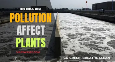 Sewage Pollution: Harming Plants and Our Environment