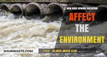 Sewage Pollution's Devastating Impact on Ecosystems and Human Health