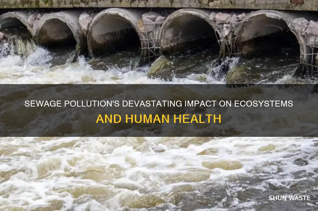 how does sewage pollution affect the environment