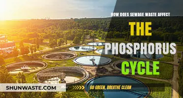 Sewage Waste Disruption: Impact on the Phosphorus Cycle Explained