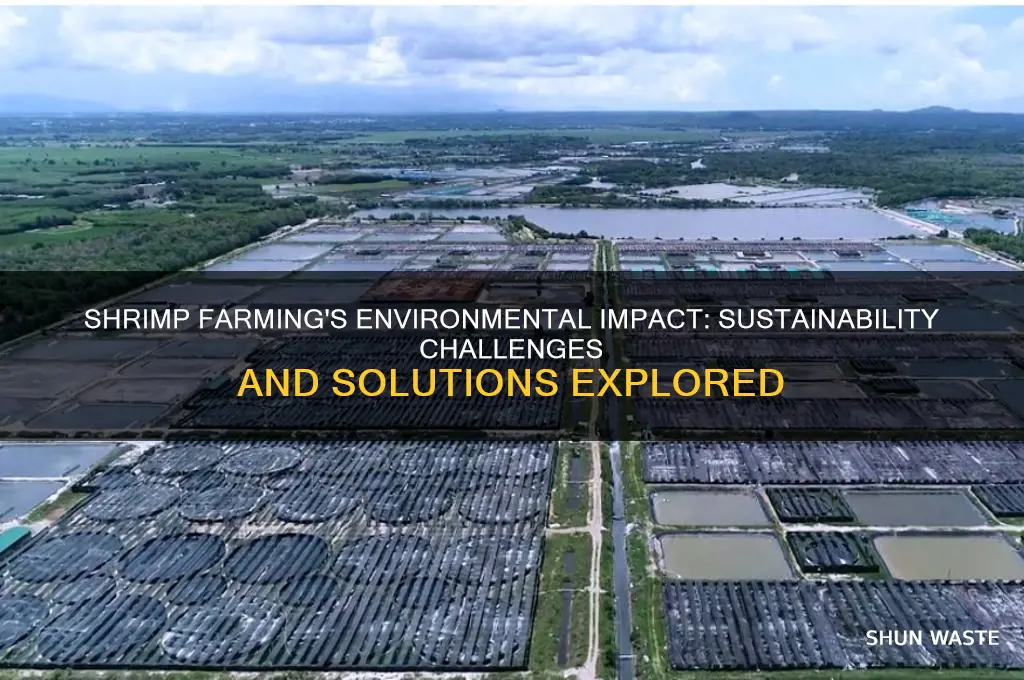 how does shrimp farming affect the environment