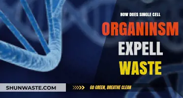 Waste Disposal in Single-Cell Organisms: Tiny Creatures, Efficient Processes