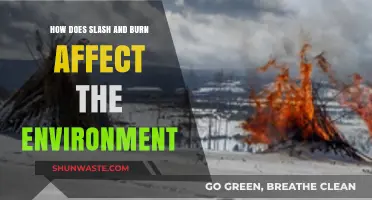 Slash and Burn's Environmental Impact: Destruction, Deforestation, and Climate Change