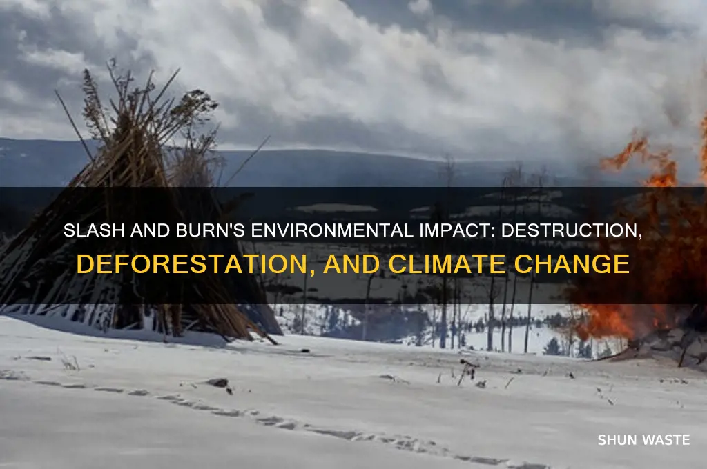 how does slash and burn affect the environment