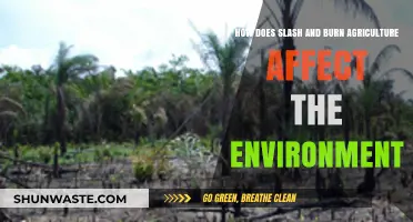 Slash and Burn Agriculture: Environmental Impacts and Consequences Explained