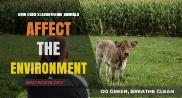 Environmental Impact of Animal Slaughter: A Critical Analysis